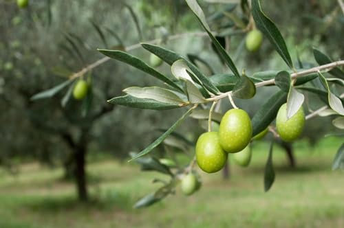 Pianta di Olivo Ulivo Frantoio certificata in vaso da 5 litri h. 1,5/2 mt con canna FOTO REALE Vivaio di Castelletto