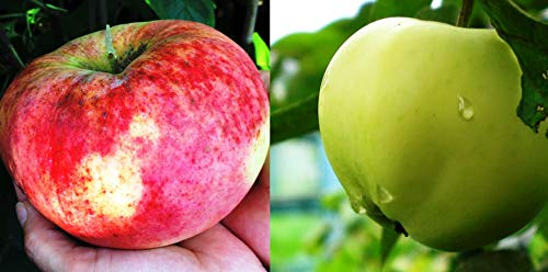 Duo Apfelbaum Belyj Naliv+Aport, Zwei Sorten Apfelbaum ca 160/180 cm.