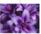 Tapis de séchage à vaisselle imprimé fleurs de lys 45,7 x 61 cm, tapis de comptoir très absorbant, tapis de séchage antidérapant pour comptoir de cuisine
