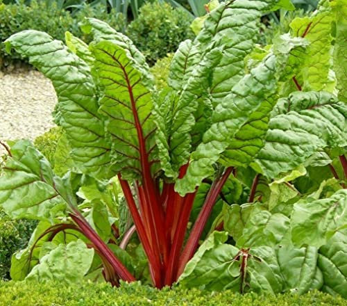 Red Rhubarb Swiss Chard - Beta Vulgaris Cicla VAR. Flavescens 'Rhubarb Chard' Vegetable Seeds, Also Known as Leaf Beet Home Garden Seeds ing by Heavy Torch, 25 Seeds: Only seeds