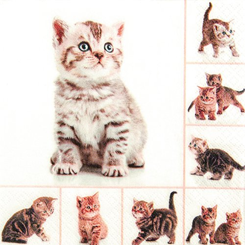 20 Servietten Meow Verspielte Katzen/Tiere/Tiermotiv 33x33cm