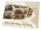 Weihnachtskarte Kuschelnde Katzen mit passendem Umschlag 1x Karte 1x Umschlag