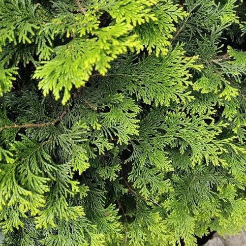 300 pcs Zypresse Samen, Lebensbaum Samen, exotische zimmerpflanzen samen Platycladus Orientalis Samen - Zypresse - exotische zimmerpflanzen samen baumsamen pflanztöpfe zimmerbonsai