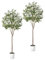 PASCH® 2 x Künstlicher Olivenbaum (150cm) - Stilvoll & Naturgetreu | Künstliche Pflanzen groß | Kunstpflanzen groß: Olive Tree | Olivenbaum künstlich groß für EIN mediterranes Ambiente