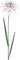 CIM Gartenstecker - Blume Mirror Narzisse S - Abmessung: 18x18,5x91cm - Gartendekoration inklusive polierter Edelstahlkugel - attraktive Gartendeko – Gartenstab - Beetstecker