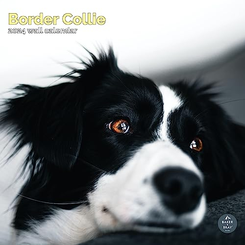Border Collie Kalender 2024 | quadratischer Wandkalender | 16 Monate | Baker and Bray