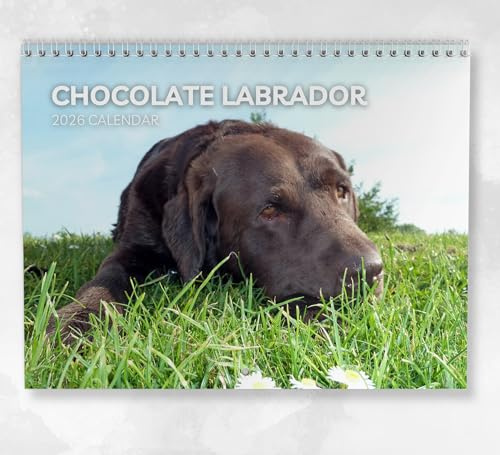 Chocolate Labrador Kalender 2026 - Monatlicher Wandkalender mit Notizen, hängend im A4-Format, inklusive Schlüsseldaten & Feiertagen