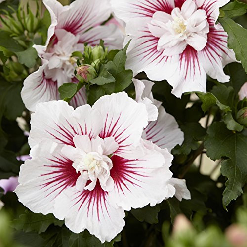 YouGarden Hibiscus 'Starburst Chiffon', Established Plant in 3L Pot, Hibiscus Plant for The Garden, Supplied as an Established and Ready to Plant Hibiscus Plant, Garden Ready Plant