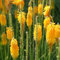 semi di giglio torcia - Kniphofia uvaria bonsai piante per esterni da giardino roccioso resistenti fiori recisi acquistare 120pcs