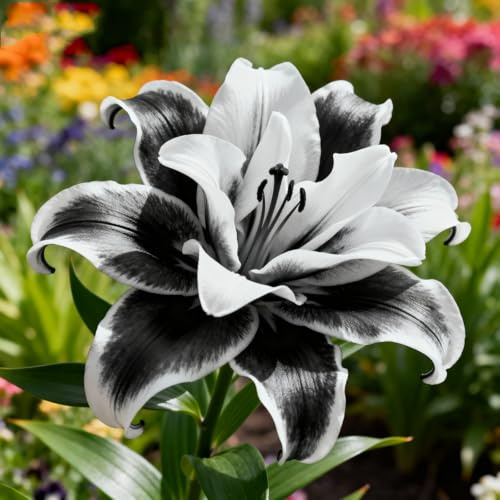 Einfach Zu Kultivierende Lilien/Winterharte mehrjährige Lilie&Tigerlilie,ausgewählte,Orientalische LilieLilienmischung,selten,frischer Duft-2Rhizome-G
