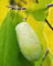 Pianta di ASIMINA TRILOBA – Banano di Montagna ‘SUNFLOWERS’ pianta innestata - h. 70/80 cm