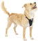 Kurgo TRU-Fit Leine, Halsband Hund, No Pull Hundegeschirr, Frontclipfunktion für Training & Hundegurt fürs Auto, Hunde Zubehör. Größe: X-Small (sehr klein)