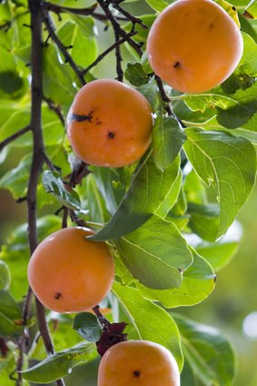 Kaki Pflaume Sharonfrucht 10 Samen - frosthart