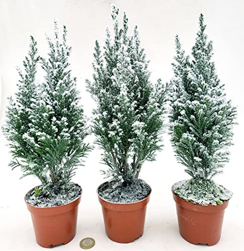 POWERS TO FLOWERS - ALBERO DI NATALE, PINETTO NATALIZIO, PINO CON NEVE, 3 PIANTE, ALTEZZA 25CM, VASO 9CM diametro, piante vere
