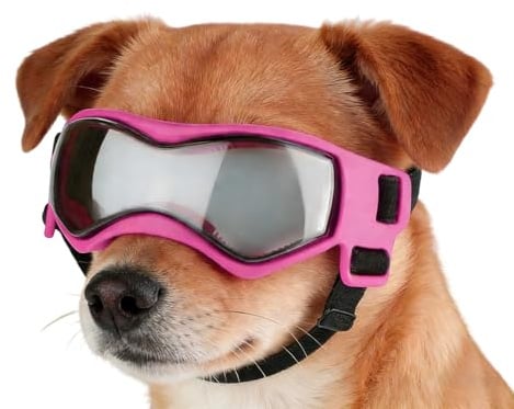 Hundesonnenbrille Für Kleine Rassen Mit UV Wind Und Nebelschutz