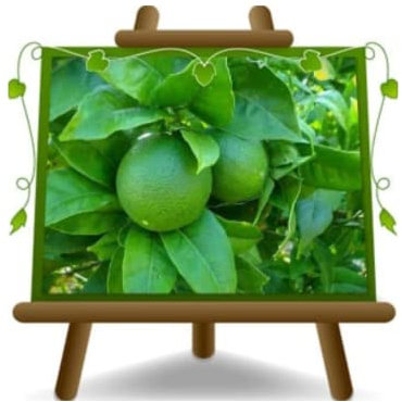 Zitrus-Limette Citrus Aurantifolia Obstbäume Höhe: 60~80 cm Vase: Durchmesser 22 cm