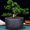 DSHUB Bonsai-Blumentopf, Keramik, rund, großer Bonsai-Topf, grüner Blumentopf, trommelförmiges Belüftungsbecken im chinesischen Stil, polyporöser Pflanzen-Blumentopf, lila Sand-Pflanzgefäß, Innen-