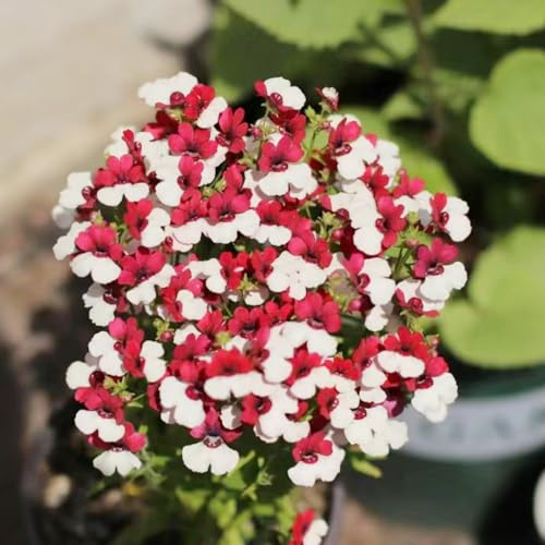50 pcs Elfenspiegel samen - balkon deko blumendeko deko pflanze bienen wiese bonsai topf bienenfreundliche blumensamen winterfeste pflanzen für balkon dekoration wohnzimmer saat blumenwiese