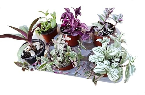 Set N. 6 piante tradescantia erba miseria box piante grasse pendenti da interno