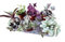 Set N. 6 piante tradescantia erba miseria box piante grasse pendenti da interno