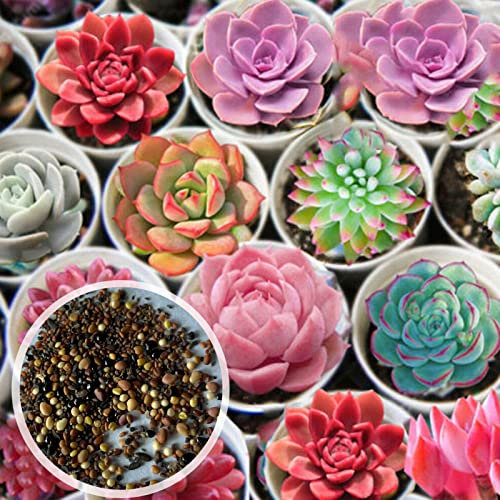 600 pz/borsa Semi di pianta mista Semi di fiori succulenta non-GMO Balcone Semi di piante per giardino Semi succulenti