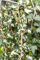 Hedera helix 'Goldheart' 40-60 cm - Efeu, gelb-grüne Blätter, immergrün, ideal für Wände und Zäune, pflegeleicht, winterhart