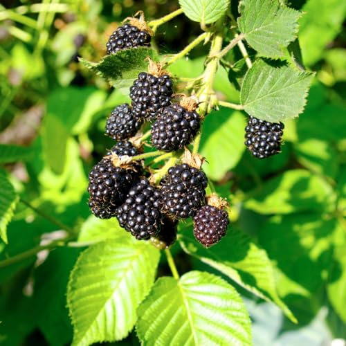 BlackBerry ‘Triple Crown’ Thornless Semi-Erect Fruit Bush – Heavy Yields of Large Juicy Berries, Hardy & Easy to Grow, UK Garden Fruit Plant, 2 Litre Pot x2, By Thompson & Morgan