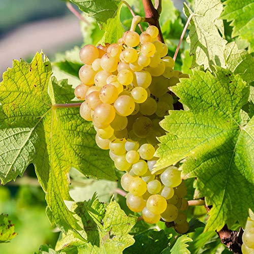 YouGarden White Grape Vine in 2 Litre Pot, Approximately 60cm Tall, Dessert Grape, Grow Your Own Grapes, Garden Ready Established Potted Vines