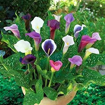 vegherb Wahre Calla Lily Zwiebeln, Blumenzwiebeln Bonsai Zantedeschia aethiopica (Nicht Calla Lily Seed) Bulbous Wurzel Blumentopf für Garten 2 PC 6