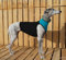 Galguita Amelie Latzhose aus Lycra für Windhunde, Schwarz und Blau, Größe L (78-87 cm Durchmesser Brust)