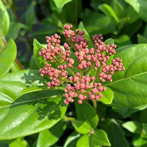 GARTEN SCHLÜTER® Mittelmeer-Schneeball Viburnum tinus immergrün | Winterhart Zierstrauch