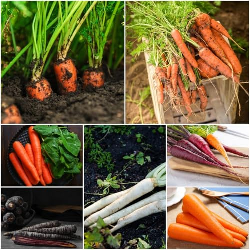1000 pcs karotten samen bio - gemüsesamen alte sorten karotte möhren,Daucus carota topfpflanzen draußen winterhart küchenkräuter grünpflanzen hochbeete für garten kräutersamen exotische