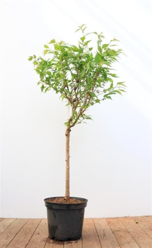Zierkirsche 'Kursar' Stammhöhe 40 cm Stämmchen Prunus winterhart mehrjährig | Prunus Kursar, aufrecht schmal, 300-400 cm, rosa Blüte März-April, sonnig bis halbschattig, winterhart bis -20 °C