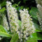 30 piezas Comprar semillas de laurel cereza - Las plantas de jardín son plantas perennes resistentes, los arbustos son resistentes. Prunus laurocerasus - jardín de rocas plantas jardín