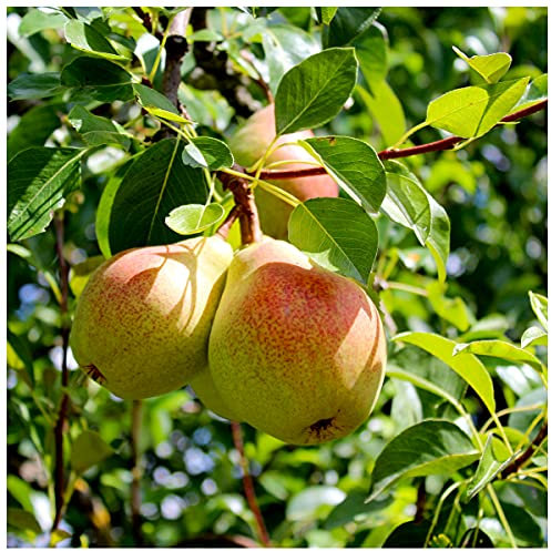 Dwarf Patio Beurre Hardy Pear Tree Ready to Fruit, Miniature, Full & Distinctive Flavour, Bare Root, 3fatpigs®