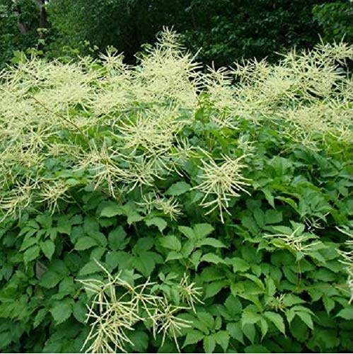 6 x Hoher Wald Geißbart - Aruncus Dioicus Topf 9x9cm: Große, cremeweiße Blütenähren. Liebt feuchte, humusreiche Böden.