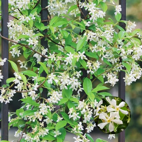 300 Pcs Sternjasmin Samen - Trachelospermum Jasminoides - Blumen Balkon, Garten Geschenke Für Frauen, Kletterpflanze Kletter Deko Pflanzen Samen, Wildblumen Balkonblumen, Schnittblumen