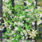 300 Pcs Sternjasmin Samen - Trachelospermum Jasminoides - Blumen Balkon, Garten Geschenke Für Frauen, Kletterpflanze Kletter Deko Pflanzen Samen, Wildblumen Balkonblumen, Schnittblumen
