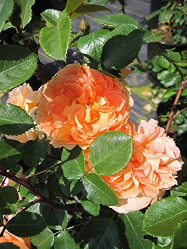 Rosa Schöne vom See ® - Beetrose - Märchenrose - Kordes Rose
