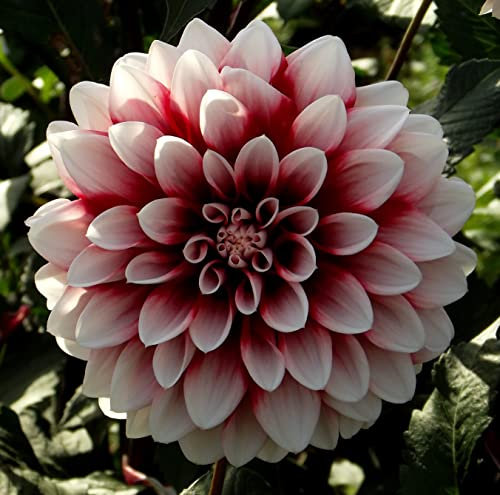 Dahlienknolle : Dahlia - Dahlien Zwerg - Dahlie Musette 1 Knolle/Rhizom