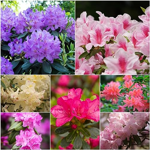 200 pcs rhododendron pflanze samen - sommerblumen samen,azalee winterhart,Rhododendron simsii, blumenwiese blumendeko mittagsblume winterhart bonsai baum gastgeschenk blumensamen