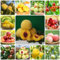 25 Pcs Pfirsichbaum Samen - Säulenobst Balkonpflanzen Pfirsich Samen, Prunus Persica, Obstbäume Winterharte Pflanzen Für Garten Bio Saatgut, Alte Sorten Saatgut Baum Deko Obst Nachhaltige