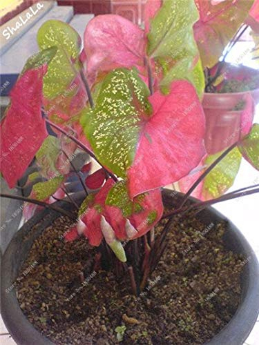 Seltene Caladium-Samen, Caladium-Pflanzen, Zitat; Elefantenohr & Zitat; Bonsai Blumensamen Mehrjährige Everygreen Blumentopf Für Hausgarten 50 Stück