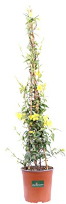 Pianta di Gelsemium Sempervirens Pianta di Gelsomino Sempreverde Pianta di Gelsomino della Carolina pianta vera pianta rampicante a fiore giallo pianta ornamentale da esterno venduta da eGarden.store