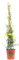 Pianta di Gelsemium Sempervirens Pianta di Gelsomino Sempreverde Pianta di Gelsomino della Carolina pianta vera pianta rampicante a fiore giallo pianta ornamentale da esterno venduta da eGarden.store