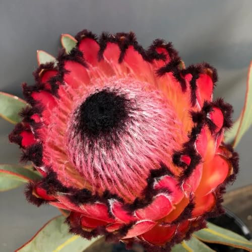 10 pcs Protea Pflanze Samen, blumendeko, pflanzen für sonnige plätze Protea Seeds - Protea Pflanze - topfpflanzen draußen winterhart, frühlingsblume winterharte blumen, geschenk garten