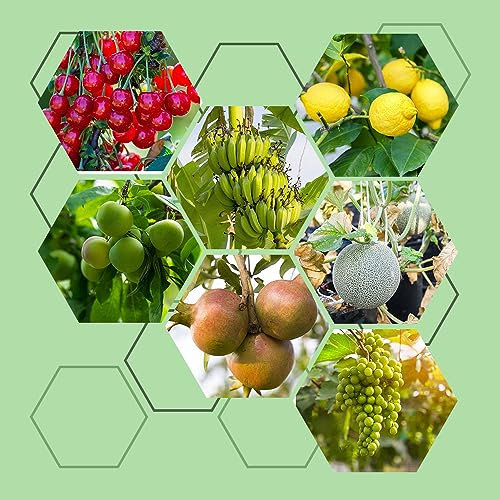 350 pcs obst samen set balkon - obstbaum ausgefallene geschenke seltene pflanzen baumsamen plants pflanzensamen bonsai bäumchen kaufen winterfeste pflanzen für balkon obstsamen pflanztöpfe