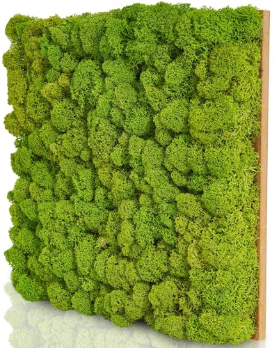 naturewalls Moosplatte aus echtem Islandmoos - Mooswand für DIY - Rentiermoos Premium 25x25cm