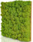 naturewalls Moosplatte aus echtem Islandmoos - Mooswand für DIY - Rentiermoos Premium 25x25cm