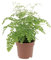 KENTIS - Felce Capelvenere - Adiantum Raddianum Fragrans - Piante Vere da Interni - Pianta Ornamentale da Appartamento - H 35-40 cm Vaso 14 cm